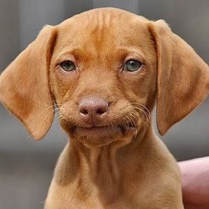 Meet your Posher, Victoria